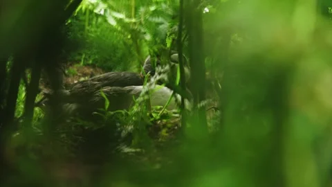 Puffins Stock-Footage 277845345