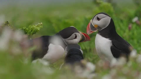 Puffins Stock-Footage 277876639