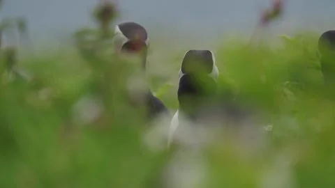 Puffins Stock-Footage 277876674