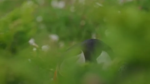 Puffins Stock-Footage 277876847