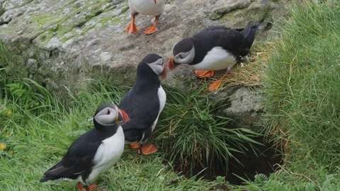 Puffins (Fratercula arctica) on the Isle of Lunga, Scotland Video stock 242515999