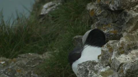 Puffins (Fratercula arctica) Preening partially hidden by a rock Stock Footage 40504897