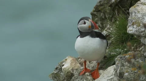 Puffins (Fratercula arctica) Standing looking around Stock Footage 40504093
