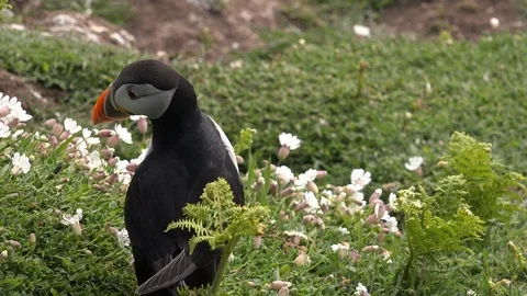 Puffins on grass and taking flight n England UK 4K Stock Footage 111023885