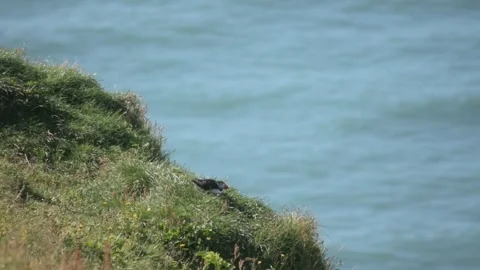Puffins on Grassy Clifftop Overlooking the Ocean, Iceland Stock Footage 345179812