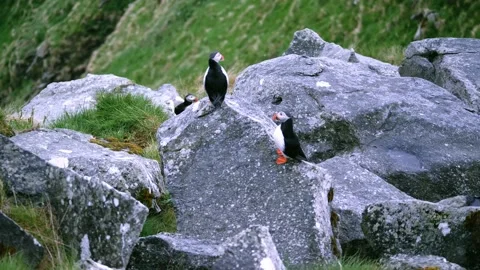 Puffins guarding their nesting spot under rocks Stock Footage 230219368