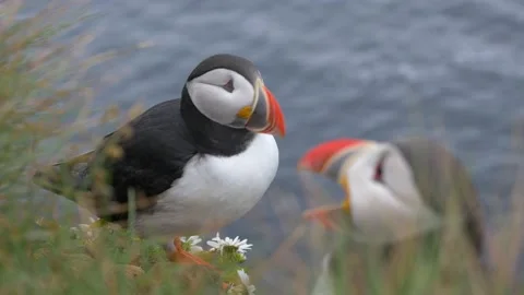 Puffins in Iceland Stock Footage 199318407