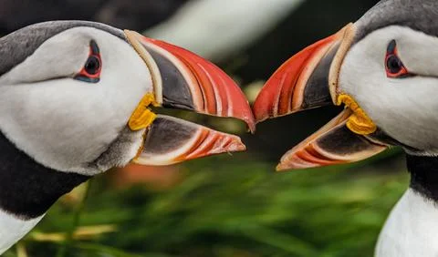 Puffins on the Latrabjarg cliffs performing their ritual beak kissing, Icelan Stock Photos