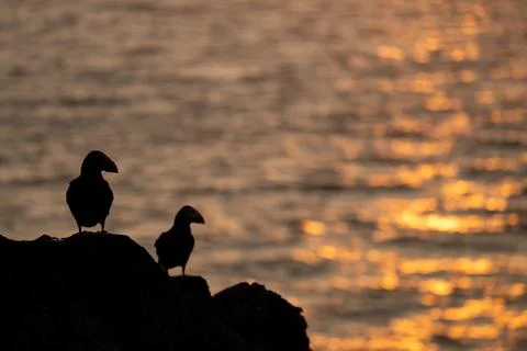 Puffins looking at sunset reflections Photos