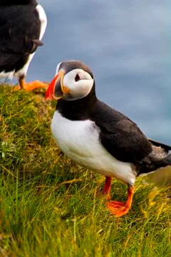 Puffins in Ltrabjarg Stock Photos