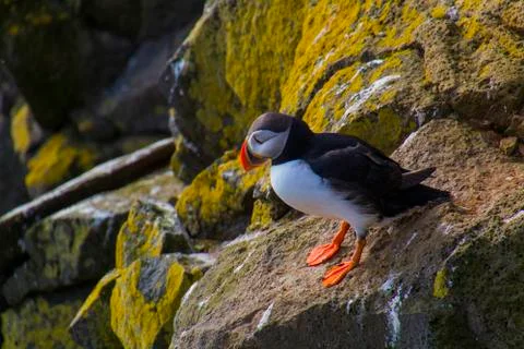 Puffins in Ltrabjarg Stock Photos