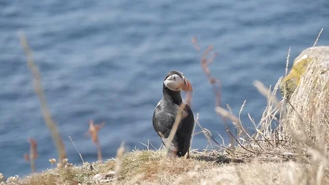 Puffins on Lunga Island in Scotland - Close us shot in slow motion Видео 98480853