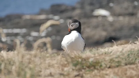 Puffins on Lunga Island in Scotland - Close us shot in slow motion Видео 98480902