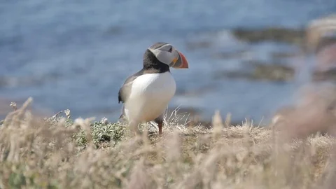 Puffins on Lunga Island in Scotland - Close us shot in slow motion Видео 98480903