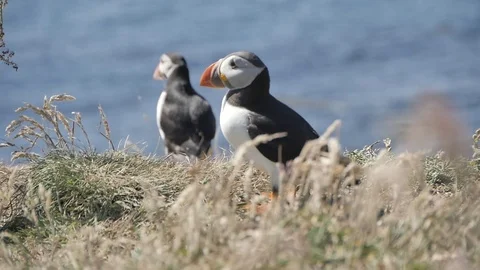 Puffins on Lunga Island in Scotland - Close us shot in slow motion Видео 98480908