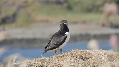 Puffins on Lunga Island in Scotland - Close us shot in slow motion Видео 98480918