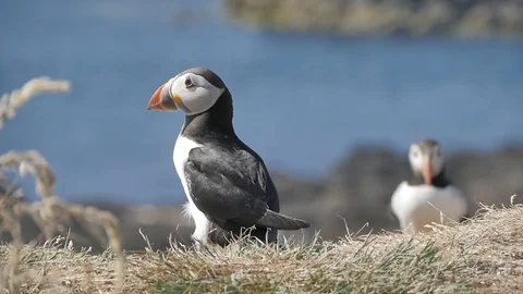 Puffins on Lunga Island in Scotland - Close us shot in slow motion Видео 98480922