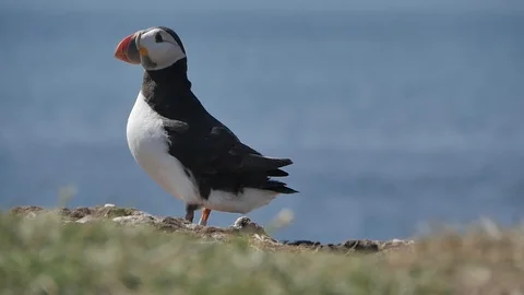 Puffins on Lunga Island in Scotland - Close us shot in slow motion Видео 98480923