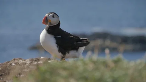 Puffins on Lunga Island in Scotland - Close us shot in slow motion Видео 98480928