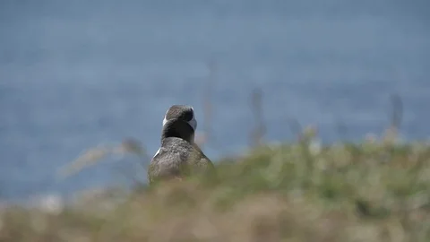 Puffins on Lunga Island in Scotland - Close us shot in slow motion Видео 98480931