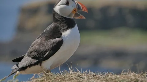 Puffins on Lunga Island in Scotland - Close us shot in slow motion Видео 98480934
