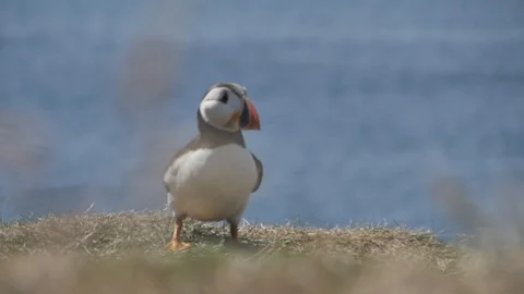 Puffins on Lunga Island in Scotland - Close us shot in slow motion Видео 98480935