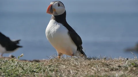 Puffins on Lunga Island in Scotland - Close us shot in slow motion Видео 98480937