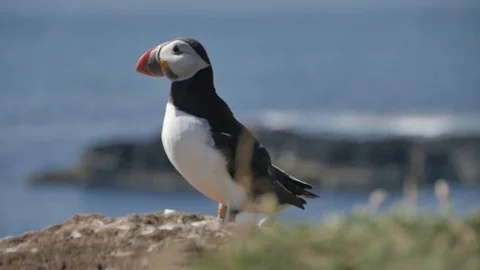 Puffins on Lunga Island in Scotland - Close us shot in slow motion Видео 98480944