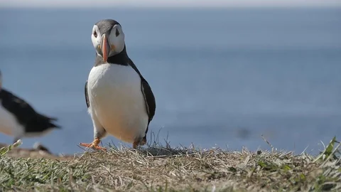 Puffins on Lunga Island in Scotland - Close us shot in slow motion Видео 98480946