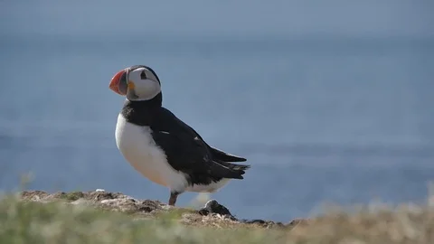 Puffins on Lunga Island in Scotland - Close us shot in slow motion Видео 98480947