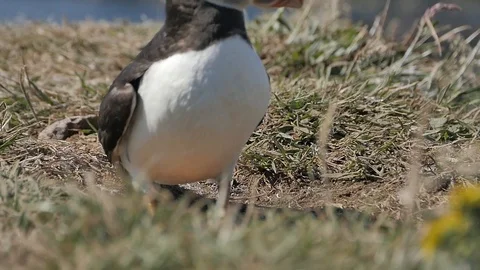 Puffins on Lunga Island in Scotland - Close us shot in slow motion Видео 98480948
