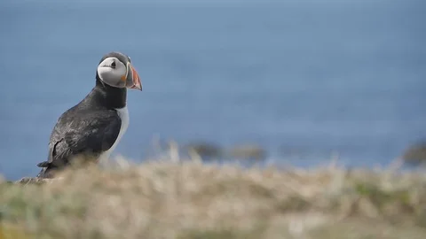 Puffins on Lunga Island in Scotland - Close us shot in slow motion 스톡 동영상 98483003