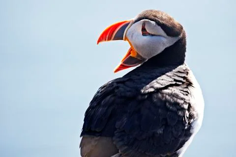Puffin's with open beak Stock Photos