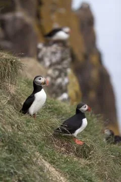 Puffins Stock Photos