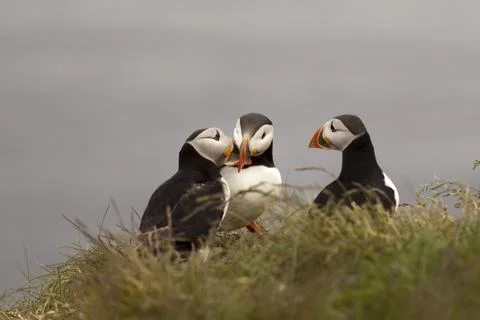 Puffins Stock Photos