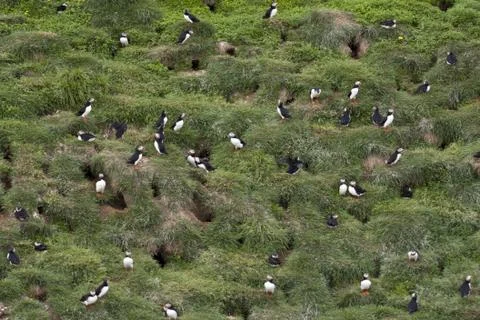 Puffins Fotos de archivo