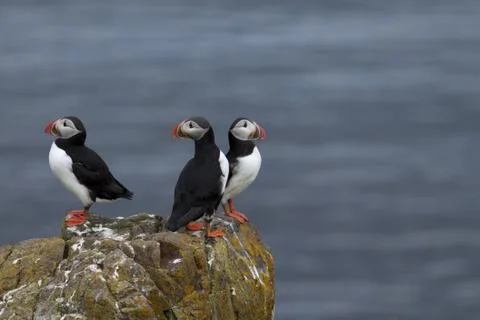 Puffins Stock Photos
