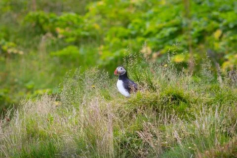 Puffins Foto stock