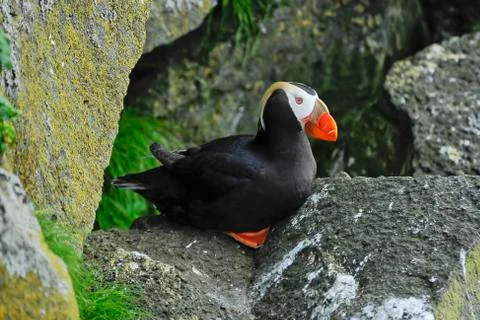 Puffins Stock Photos