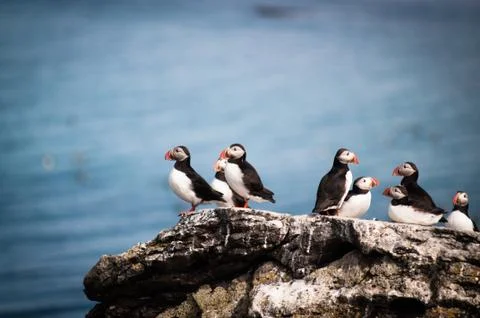 Puffins Photos