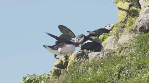 Puffins Playing Together Stock Footage 79170258