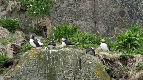 Puffins on rocks Stock Footage 75647761