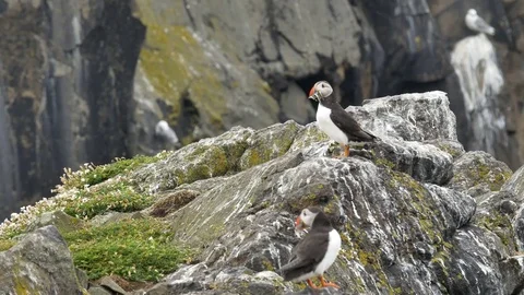 Puffins with sand eels 1 Stock Footage 75647173