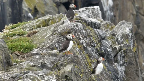 Puffins with sand eels 2 Stock Footage 75646744