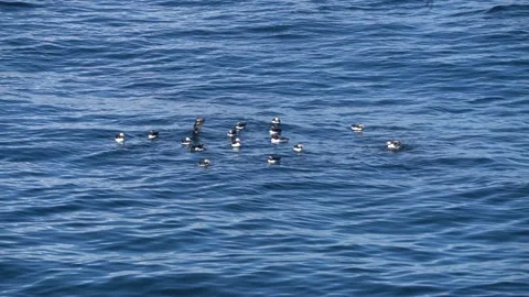 Puffins at sea Video stock 301236225
