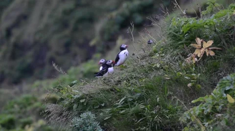 Puffins sitting on a cliff at night, Vík í Mýrdal, South Iceland Stock Footage 40875820