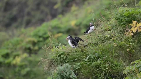 Puffins sitting on a cliff, Vík í Mýrdal, South Iceland Stock Footage 40875521