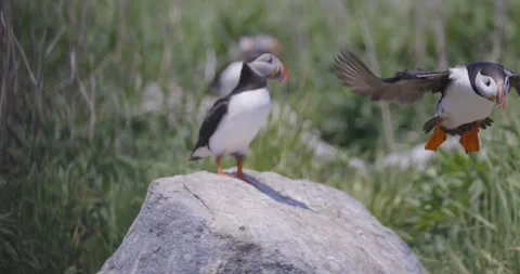Puffins sitting on rock and flying away Stock Footage 334690909