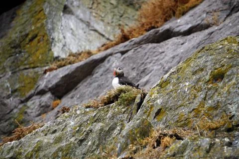 Puffins at the Skellig islands Stock Photos