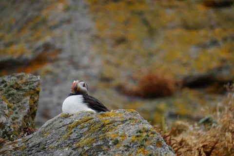 Puffins at the Skellig islands Stock Photos